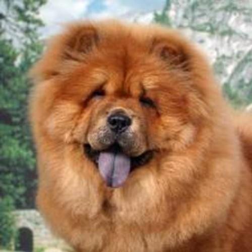 small chow chow dog