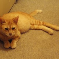 inouesan (@70ki_n) 's Twitter Profile Photo