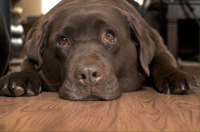 dwschnare's profile picture. 