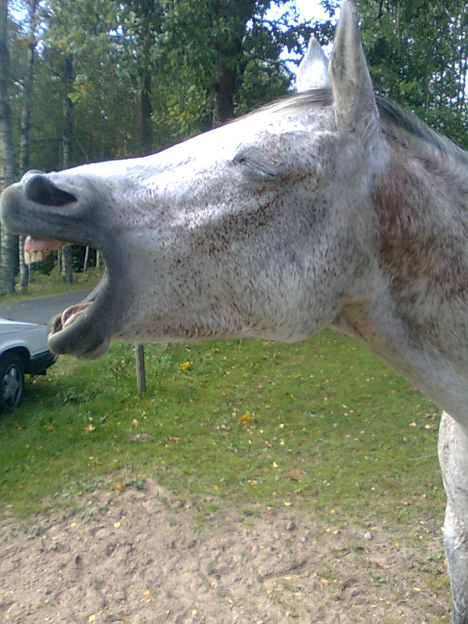 stallshowjumper's profile picture. 