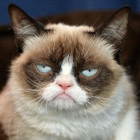 The Grumpy Cat (@thegruumpycat) 's Twitter Profile