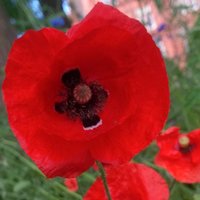 Guerrilla Gardener (@ggsalford) 's Twitter Profile