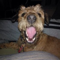 Giggsy (@giggsyftm) 's Twitter Profile