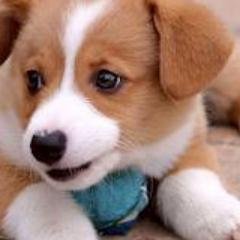 LucasSanpai's profile picture. 