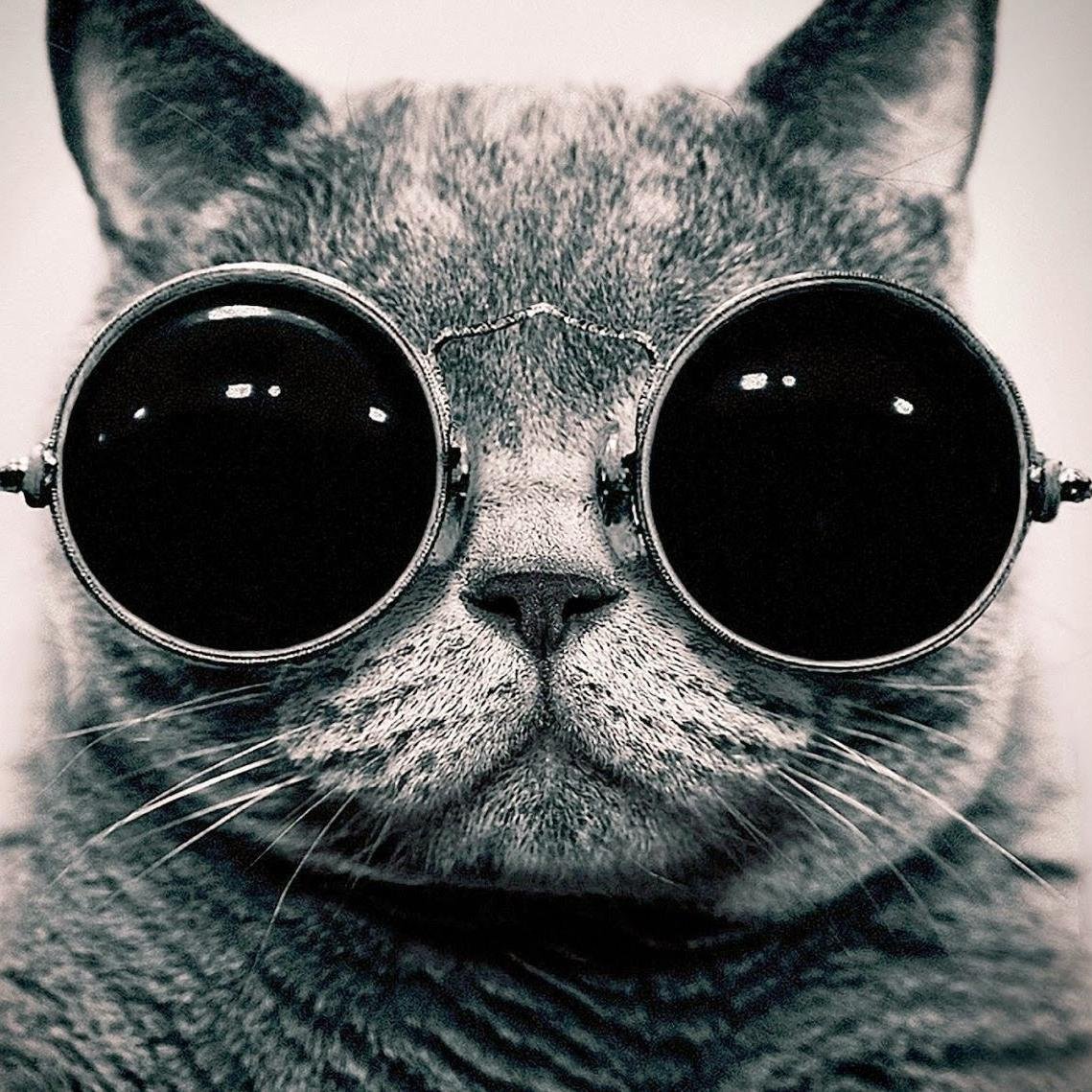 JMUsmartyKATs's profile picture. KAΘ Eta Rho reppin' the highest GPA on the row