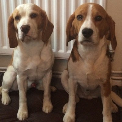 memphisbeagle's profile picture. I'm Memphis a five year old beagle this other dude is Dalton he's 4 we live in Shropshire with our five human family members! Life is pretty gravy really.
