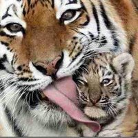 HPMSTiger1 (@hpmstiger1) 's Twitter Profile