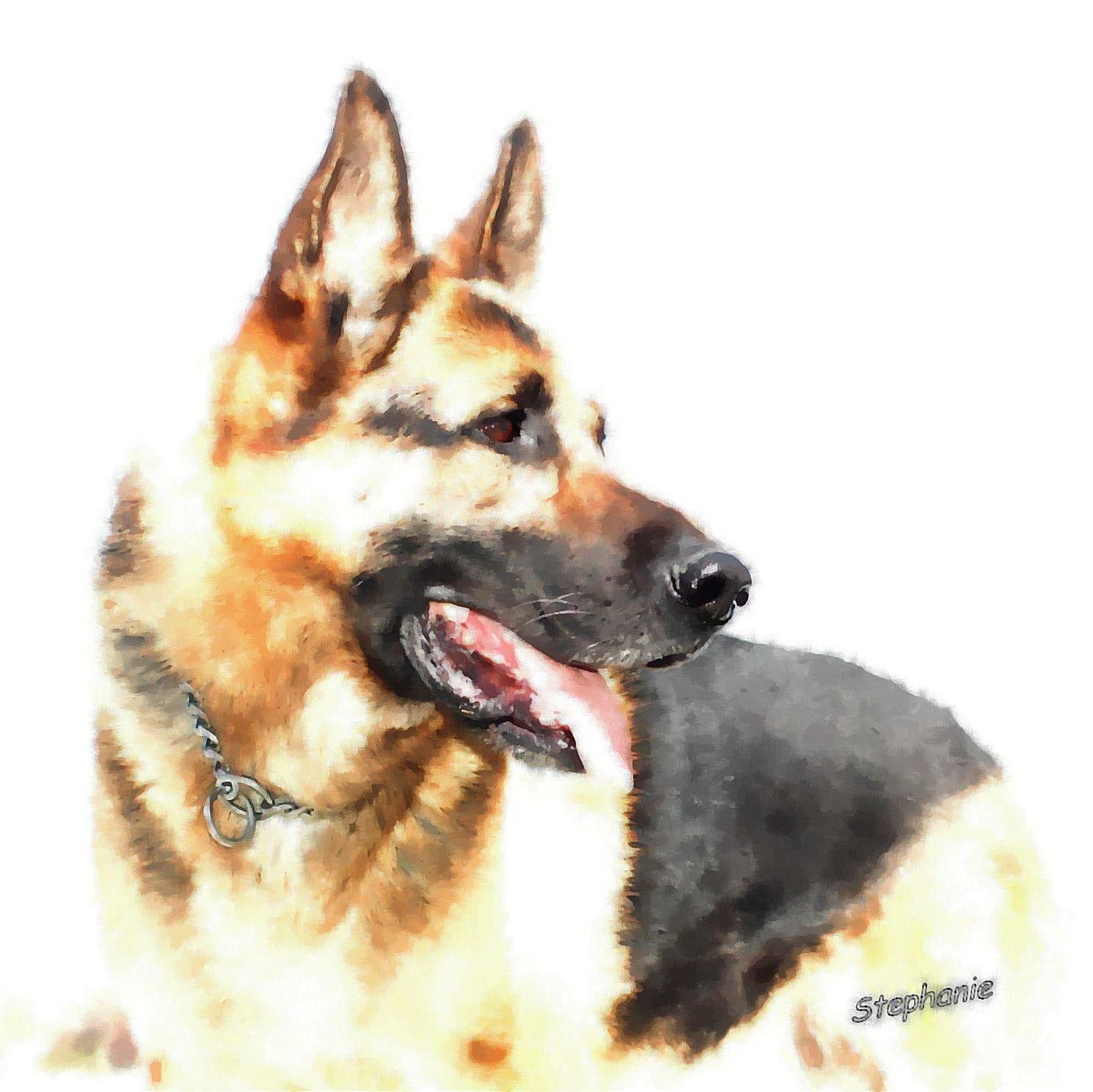 MTGSDRescue's profile picture. German Shepherd & Belgian Malinois Rescue. We help lost and abandoned dogs find their Furever Home.
