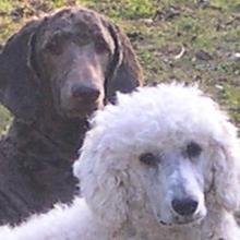 Fi_FAJ's profile picture. Dogs and chickens - it's a mad house!