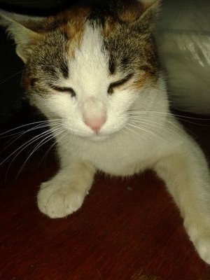 sayu_mizumi's profile picture. HI my name is sofi the 27/02/1995 I'm a girl and different not like to submit to society my favorite music,HP,and best  AN CAFE and 2NE1 follow me i follow you