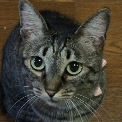 mayu_neko81's profile picture. 