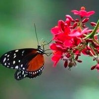 Tracy Vaughan (@vaughan_tam) 's Twitter Profile Photo