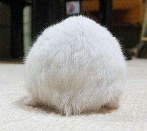 makky1205's profile picture. 福岡県。 関ジャニ∞🍊、TMR、SOPHIA🌻、安室ちゃん、高橋優くん🍉が好きです(^o^)パン屋巡りが趣味です🍞ハムスター動画に癒やされながら、ちょこちょこリツイしてます🐹