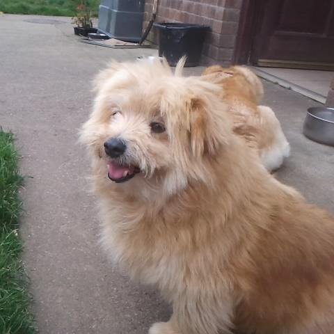 theweehagglin's profile picture. 