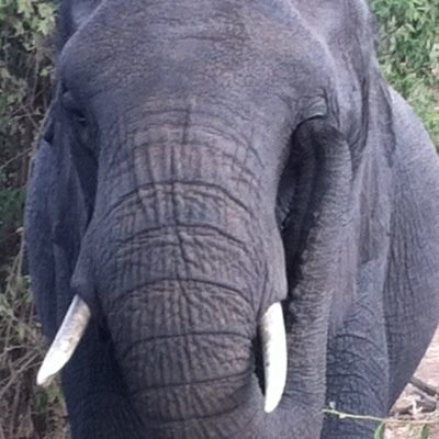 going_rowegue's profile picture. “Even a single candle dispels the deepest darkness”
- Mahatma Gandhi