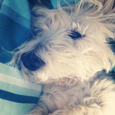 Profile Picture of Alex Steadman (@alexsteadman123) on Twitter