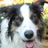 180Dave's profile picture. Football,(Charlton Athletic) Cricket,Darts. Greyhound racing, Anything of interest & my Border Collie Barney.