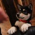 まろbot (@kujopippo) Twitter profile photo まろbot (@kujopippo) Twitter profile photo