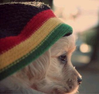 BrandonGodden's profile picture. 