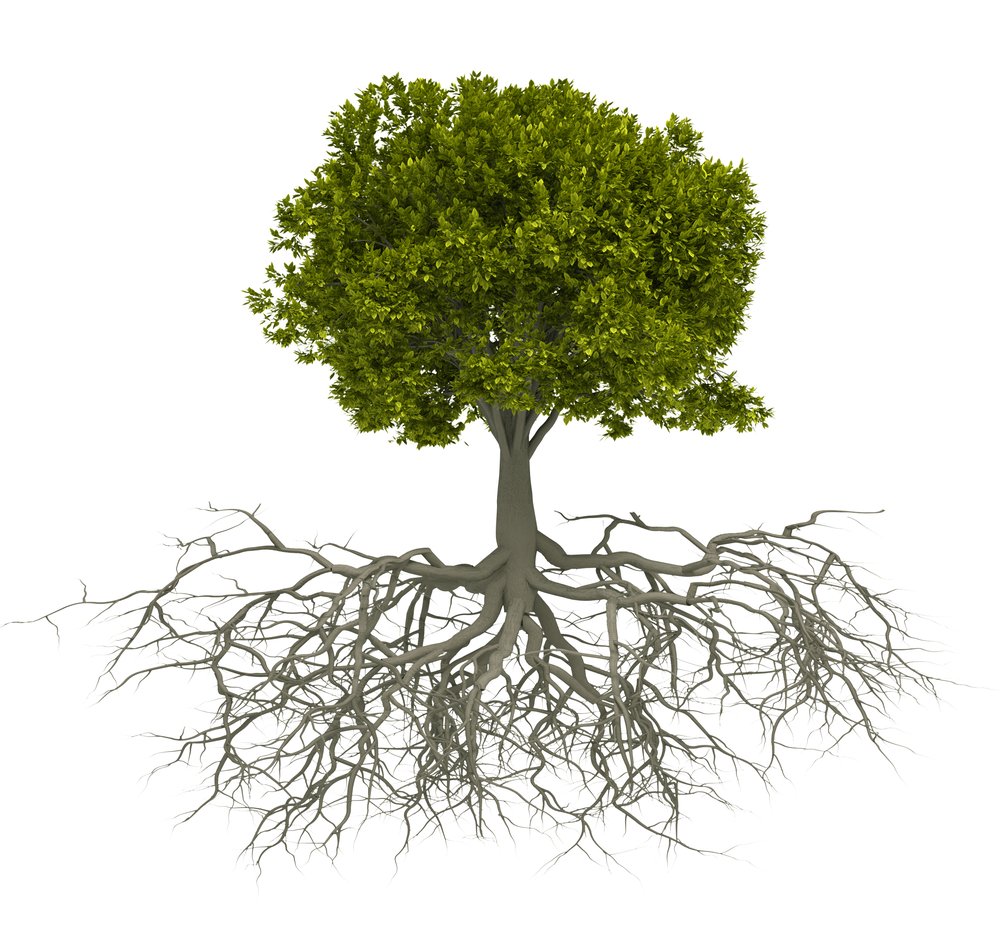 The RootStock Foundation provides living-ecosystem labs to public schools, enhancing education in science, technology, engineering, and math.