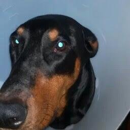 brucecook69's profile picture. retired business owner.