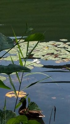 schmied10's profile picture. 