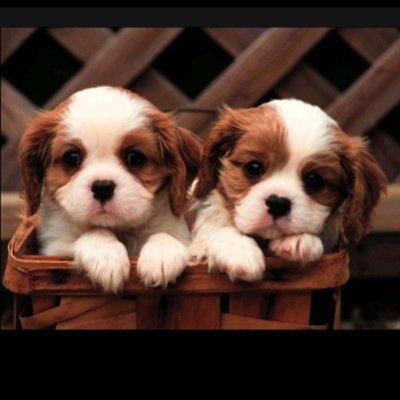 Della11688757's profile picture. 