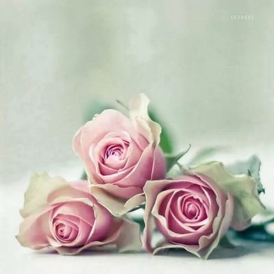 Sielieja's profile picture. 