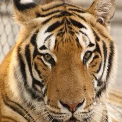 tigretweet Profile Picture