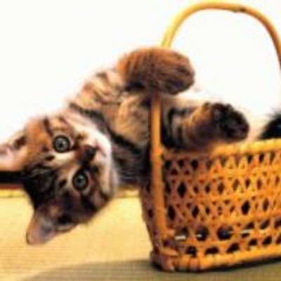 猫ジャマ ドミノ ピザ ラジタリアン 誕生秘話が感動的 Ceoのドン メイが新人として店舗に潜入調査 世界まる見え テレビ特捜部で特集 にんじ報告 Http T Co Fkn528j84a 猫ジャマ ドミノ ピザ ラジタリアン 誕生秘話が感動的 Ceoのドン メイが新人として店舗に潜入調査 世界まる見え テレビ特捜部で特集 にんじ報告 Http T Co Fkn528j84a