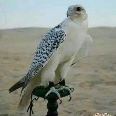 هلا هلا والله وحياكم