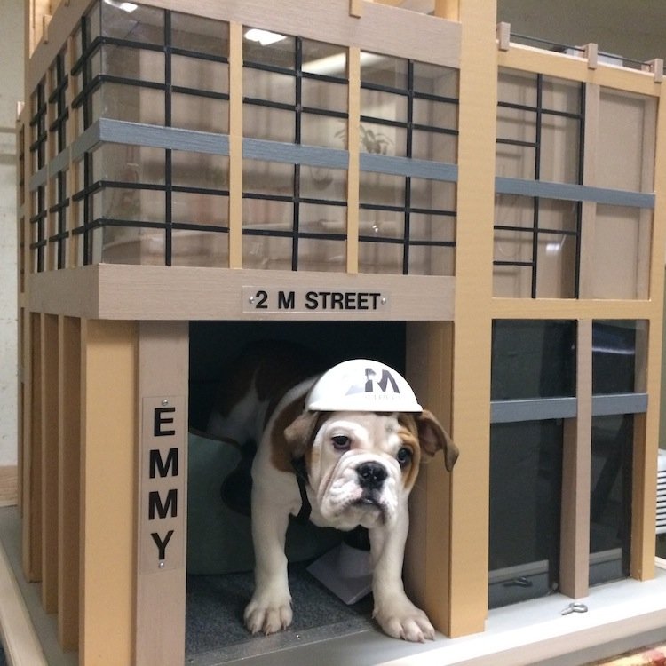Resident Pup and Pet Ambassador at @2MStreet, a pet-friendly, luxury apartment community in the NoMa neighborhood of Washington, DC.