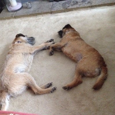 I'm a very loving BT, full of mischief and fun. i love to chase and explore ! I have a sisfur Dot:)!proud member BT posse!