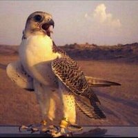 ♡♥  الطيرالحر ♡♥ (@11488hh) 's Twitter Profile