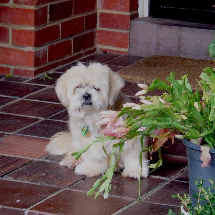 serious gardener and Tiger 🐯 tragic terminally outraged by unfairness. Box Hill Hospital. Does a nurse ever retire? Living on Boonwurrung land