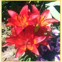 Sue Dougherty Dillon - @SueZdilljars - Twitter