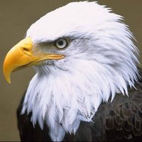 rango (@rangorango4) 's Twitter Profile