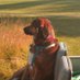 Hidden Valley Turf (@hvccturf) Twitter profile photo