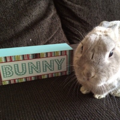 Let's face it, it's all about the bunnies.
