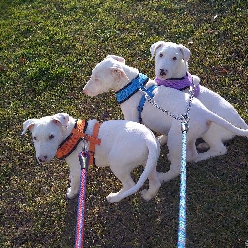 SauloSaulos's profile picture. 