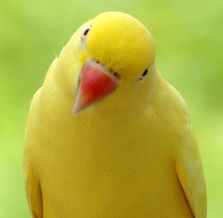 Crypto Trader.. follow the bird
