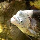 Caleb Bartel - @Awsomecaleb2 - Twitter