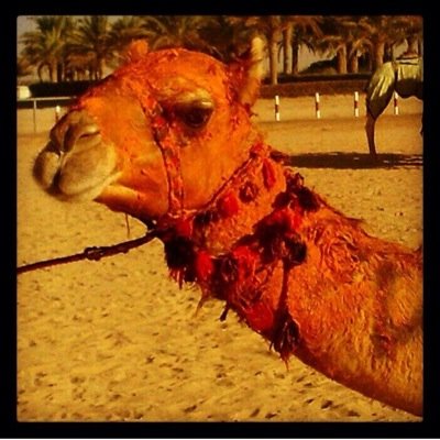 BoRashidqtr82's profile picture. 