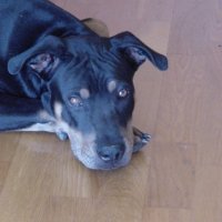pwilliam11 (@pwilliam11) 's Twitter Profile