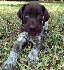 I am a German Shorthair puppy named Robby and I live in Maryland!