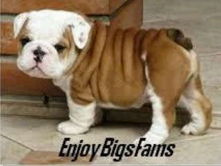 Official Account Twitter ENJOYBIGSFAMS