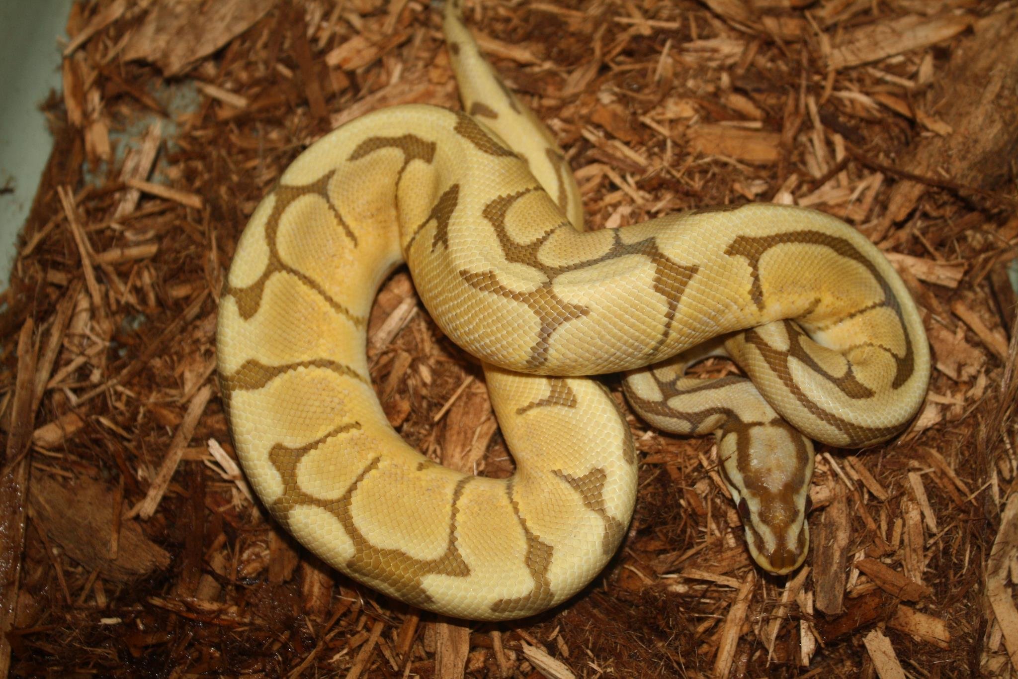 Specializing in custom morph ball pythons.