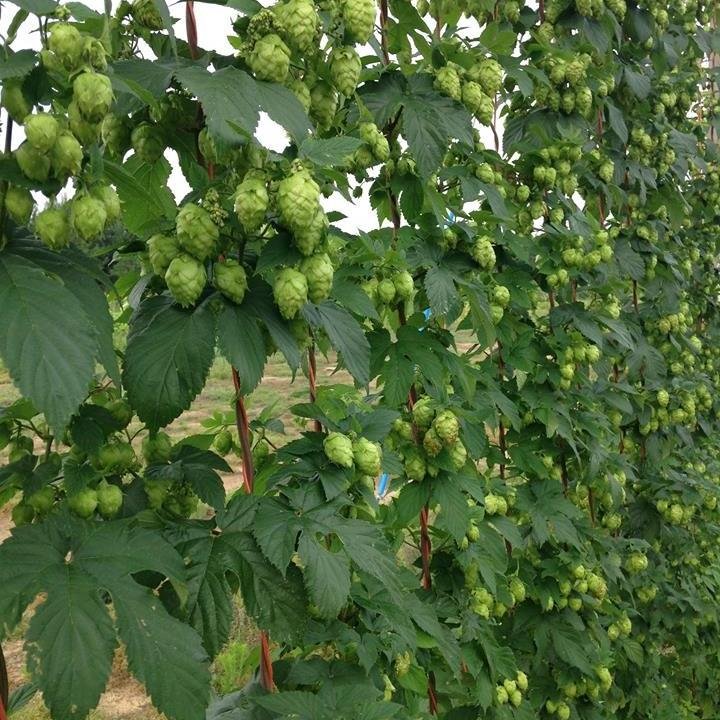 We specialize in locally grown North Carolina hops.
