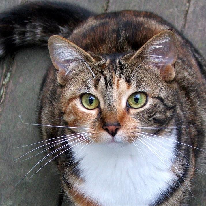 I hate you and everyone else. Leave me alone...all you need to know is that I will continuously glare at you. #Shecat #Sinlge #Lonely #Lost #LackOfLove #Broken