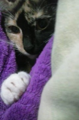 cat7162002's profile picture. if you follow me I'll follow you in return :)))))